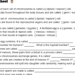 Mitosis and meiosis review worksheet