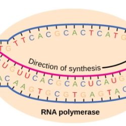 Transcription transcribed rna dna directions transcript opposite genes