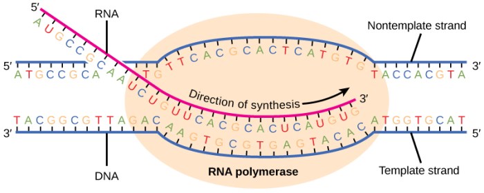 Transcription transcribed rna dna directions transcript opposite genes